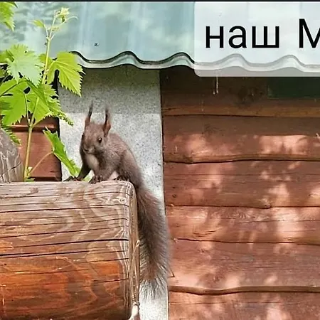 Wow дача *